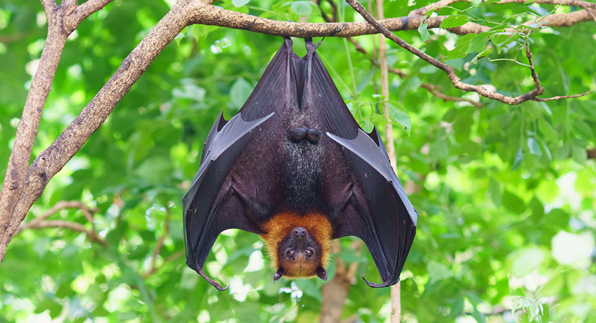 A large bat with black wings and a brown head hangs upside down from a tree branch in a green forest.