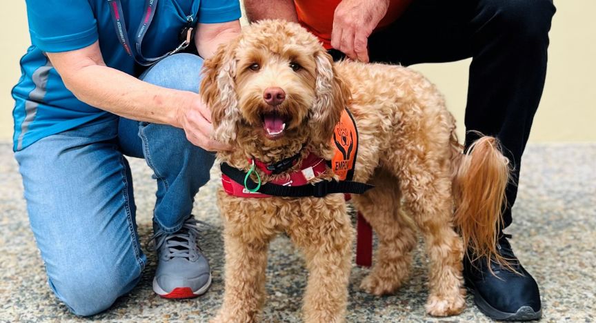 A hospital volunteer, a labradoodle and dog handler from Empower Assistance Dogs making rounds at a hospital